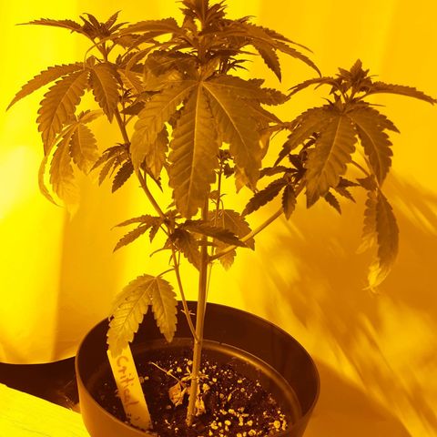 Critical 2 growlog timeline photo