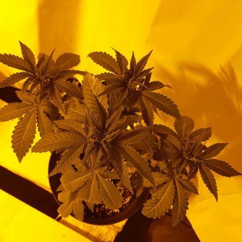 Critical 2 growlog timeline photo
