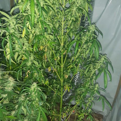 Big one growlog timeline photo