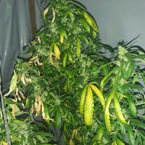 Big one growlog timeline photo