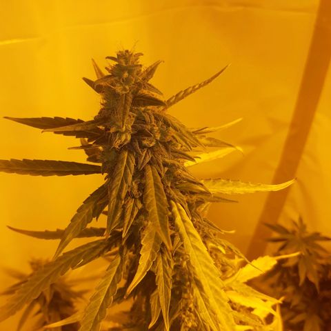 First Titan growlog timeline photo