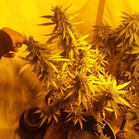 First Titan growlog timeline photo