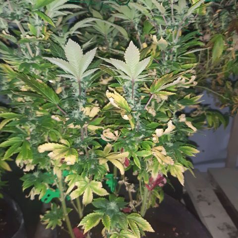 Critical 1 growlog timeline photo