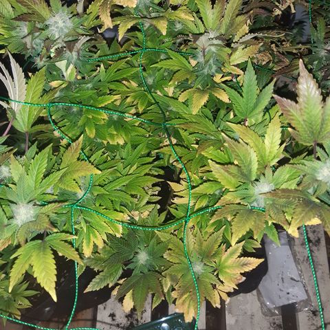 Critical 1 growlog timeline photo