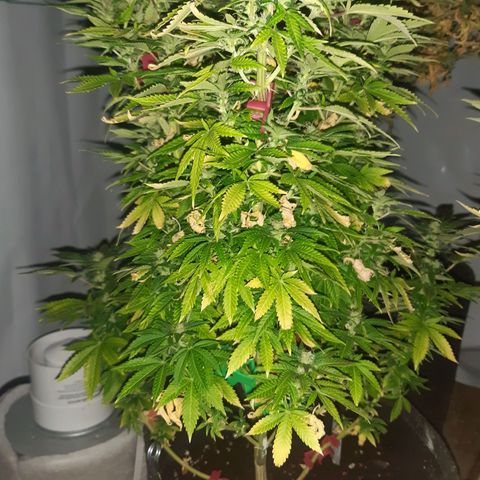 Critical 2 growlog timeline photo