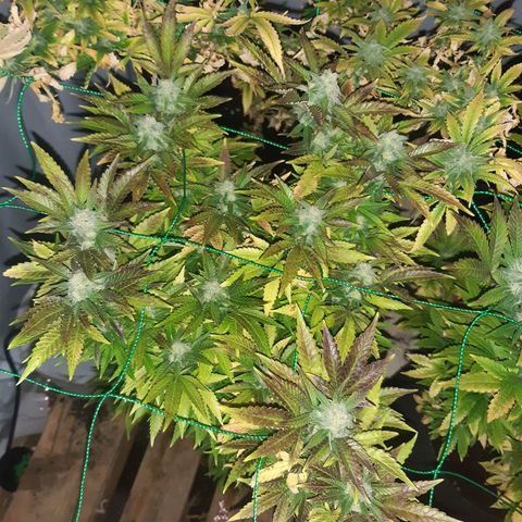Critical 2 growlog timeline photo