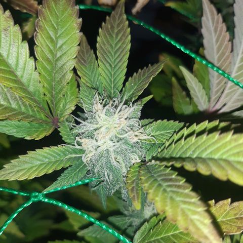 Critical 1 growlog timeline photo