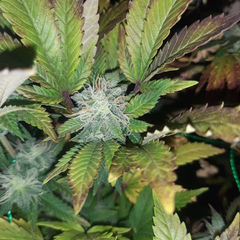 Critical 1 growlog timeline photo