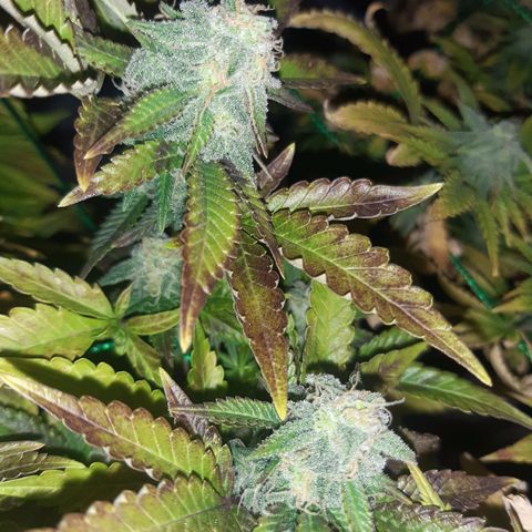 Critical 2 growlog timeline photo