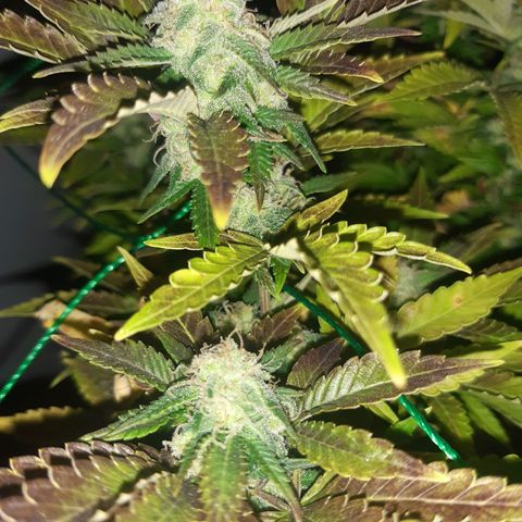 Critical 2 growlog timeline photo