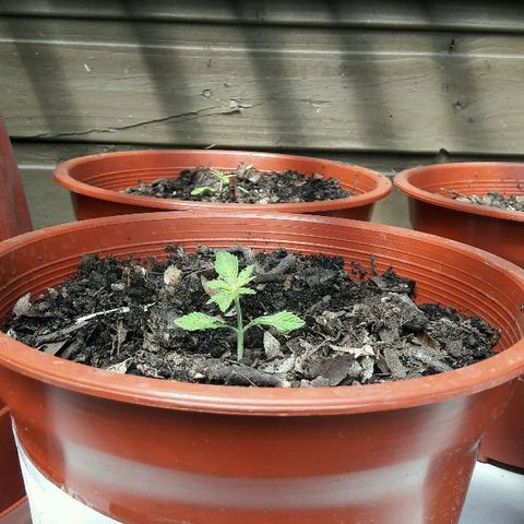 Gorilla Glue (2da G) growlog timeline photo