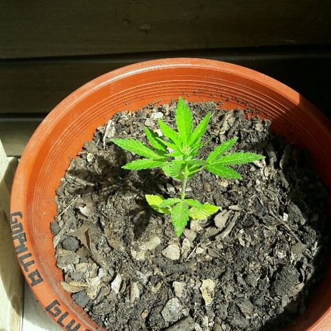 Gorilla Glue (2da G) growlog timeline photo