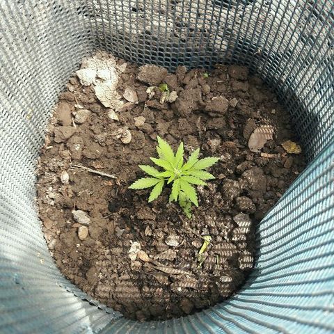 Gorilla Glue (2da G) growlog timeline photo