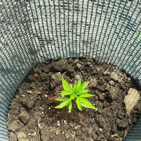 Grand Daddy Purple (1era G) growlog timeline photo
