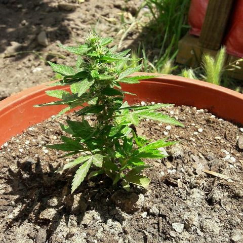 Gorilla Glue (2da G) growlog timeline photo