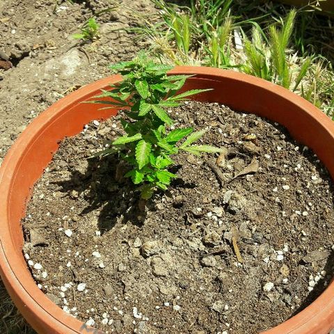Gorilla Glue (2da G) growlog timeline photo