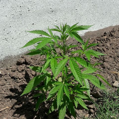 Grand Daddy Purple (1era G) growlog timeline photo