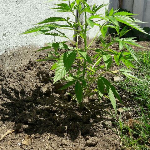 Grand Daddy Purple (1era G) growlog timeline photo