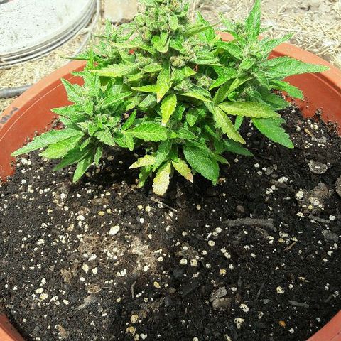 Gorilla Glue (2da G) growlog timeline photo