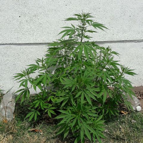 Grand Daddy Purple (1era G) growlog timeline photo