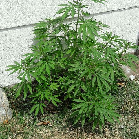 Grand Daddy Purple (1era G) growlog timeline photo