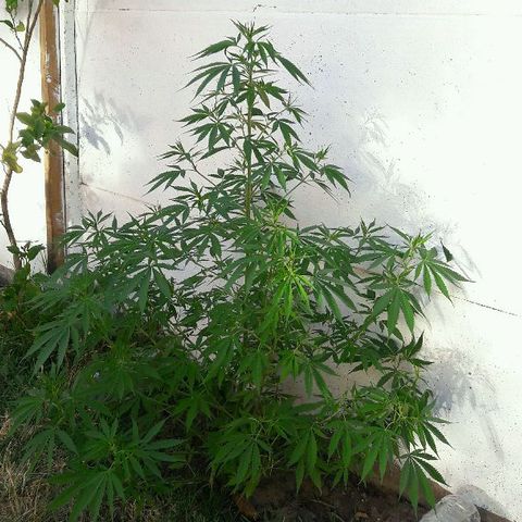Grand Daddy Purple (1era G) growlog timeline photo