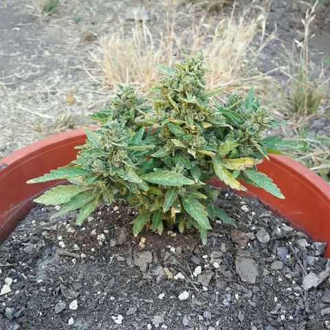 Gorilla Glue (2da G) growlog timeline photo