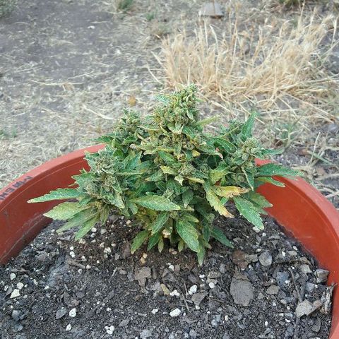 Gorilla Glue (2da G) growlog timeline photo