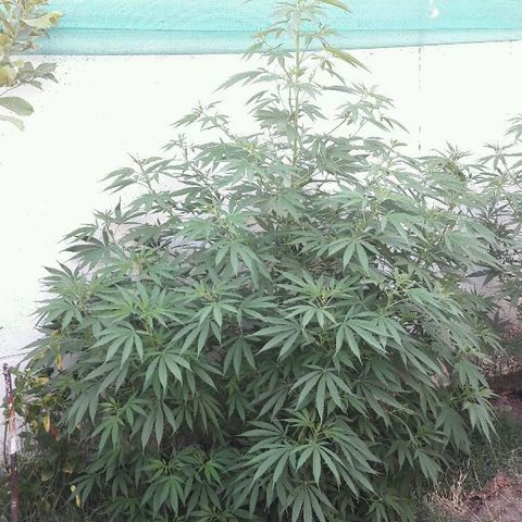 Grand Daddy Purple (1era G) growlog photo: Frondosa y sana sigue vegetando