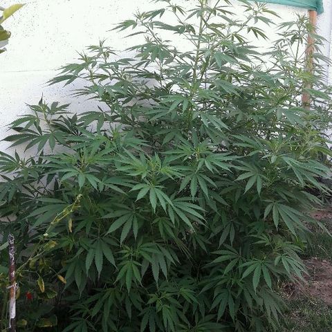 Grand Daddy Purple (1era G) growlog photo: Frondosa y sana sigue vegetando