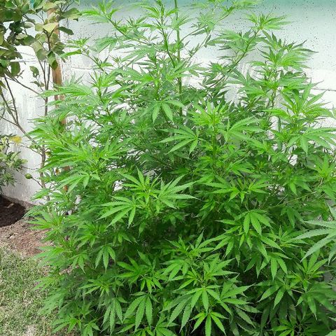 Grand Daddy Purple (1era G) growlog timeline photo