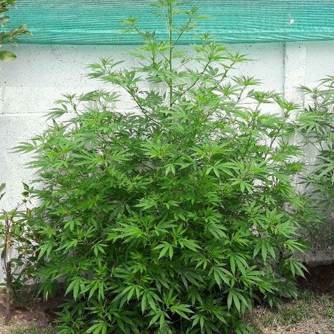 Grand Daddy Purple (1era G) growlog timeline photo