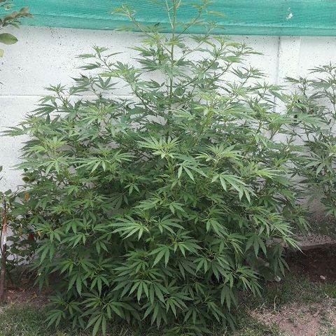 Grand Daddy Purple (1era G) growlog timeline photo