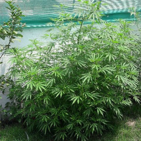 Grand Daddy Purple (1era G) growlog timeline photo
