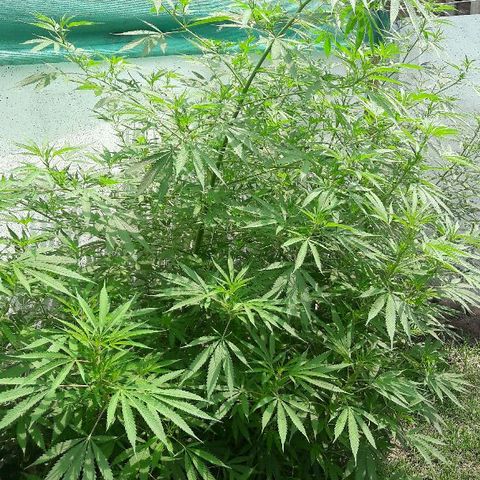 Grand Daddy Purple (1era G) growlog timeline photo