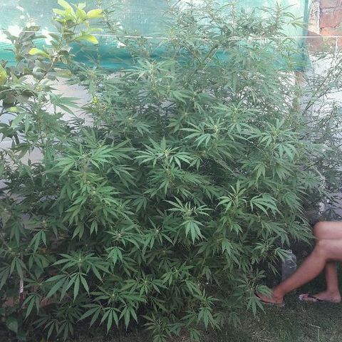 Grand Daddy Purple (1era G) growlog photo: Se nota muy bien en preflora