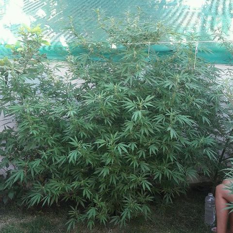 Grand Daddy Purple (1era G) growlog photo: Se nota muy bien en preflora