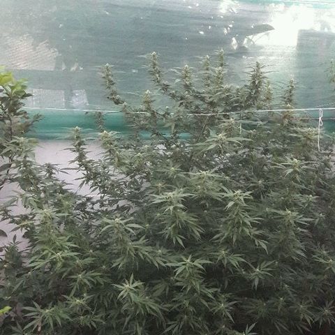 Grand Daddy Purple (1era G) growlog timeline photo