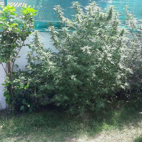 Grand Daddy Purple (1era G) growlog timeline photo