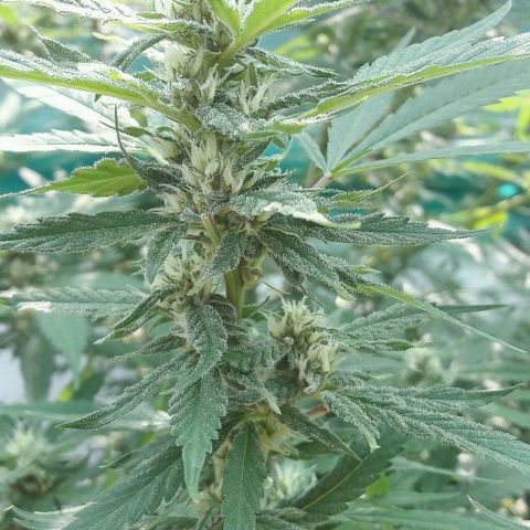 Grand Daddy Purple (1era G) growlog timeline photo