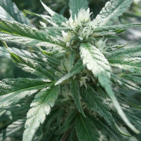 Grand Daddy Purple (1era G) growlog timeline photo
