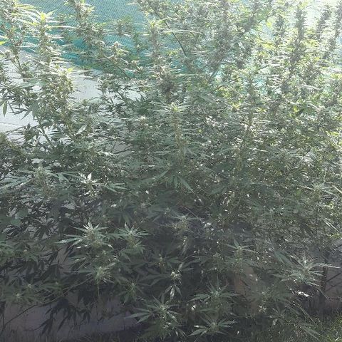 Grand Daddy Purple (1era G) growlog timeline photo