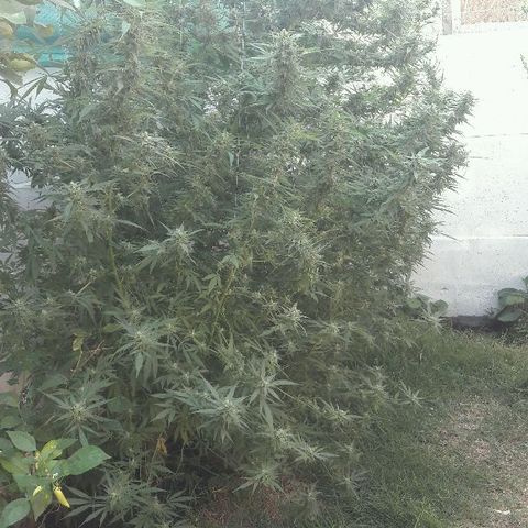 Grand Daddy Purple (1era G) growlog timeline photo