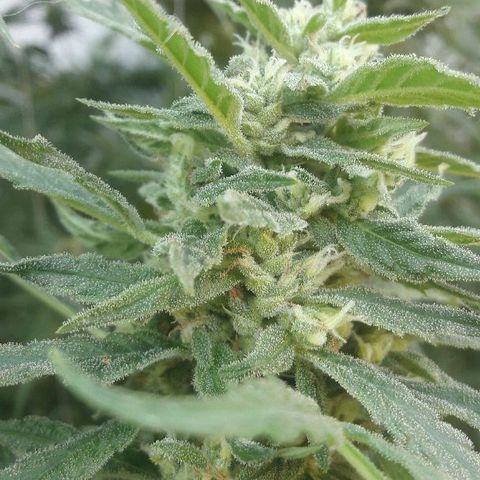 Grand Daddy Purple (1era G) growlog timeline photo