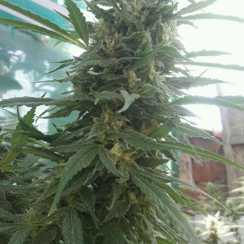 Grand Daddy Purple (1era G) growlog timeline photo