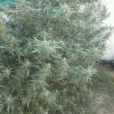 Grand Daddy Purple (1era G) growlog timeline photo