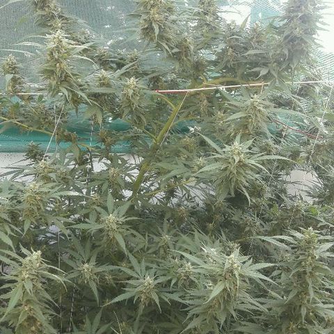 Grand Daddy Purple (1era G) growlog timeline photo