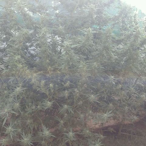 Grand Daddy Purple (1era G) growlog timeline photo