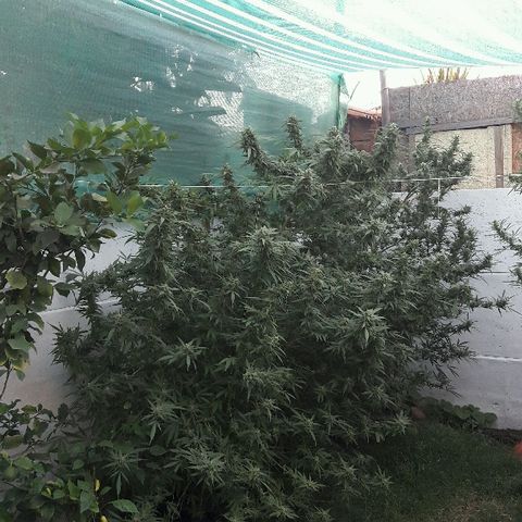 Grand Daddy Purple (1era G) growlog photo: Hoy dia 11 de marzo , note almenos al 42%de los pistilos cambiar de color , luego de mirar exahustivamente en diferentes partes de la planta concluí que esta lista para se cosechada , de esta manera se empezara hoy dia el lavado de raices . Claramente es una perdida aplicarle el blombastic , sera para otra ocasion, me siento satisfecho con el resultado 