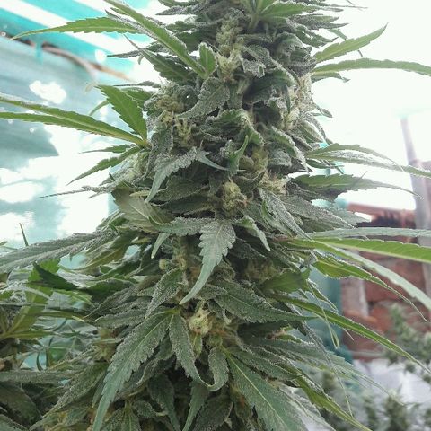 Grand Daddy Purple (1era G) growlog photo: Hoy dia 11 de marzo , note almenos al 42%de los pistilos cambiar de color , luego de mirar exahustivamente en diferentes partes de la planta concluí que esta lista para se cosechada , de esta manera se empezara hoy dia el lavado de raices . Claramente es una perdida aplicarle el blombastic , sera para otra ocasion, me siento satisfecho con el resultado 